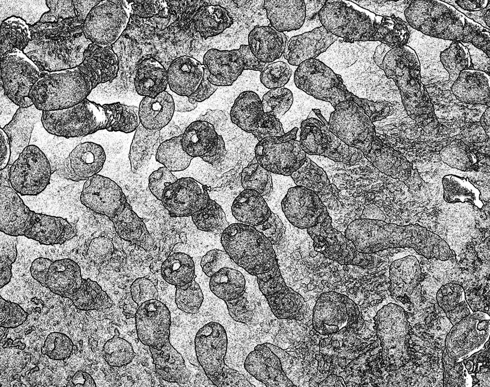 Untitled - Sandie Dixon